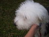 Watson the Old English Sheepdog Puppy