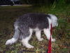Watson the Old English Sheepdog Puppy