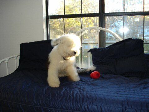 Watson the Old English Sheepdog Puppy
