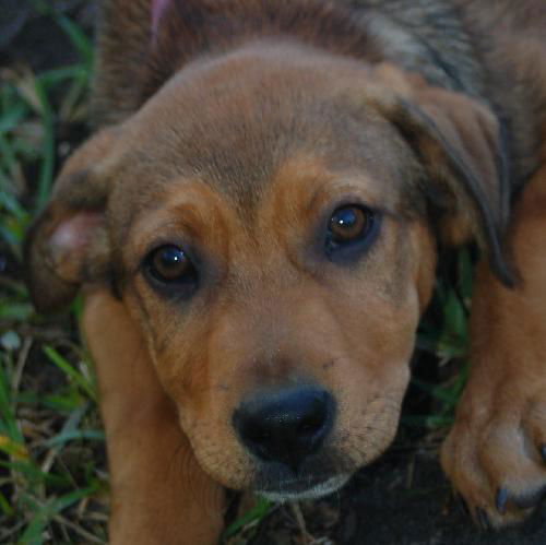 Amelia the Puppy