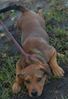 Amelia the Puppy