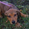 Amelia the Puppy