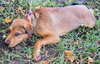 Amelia the Puppy