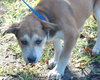 Roslie the Puppy