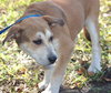 Roslie the Puppy
