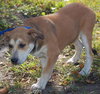 Roslie the Puppy