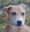 Aiden the Lab
