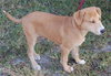 Aiden the Lab