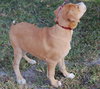 Aiden the Lab