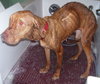 KK the Starved Lab