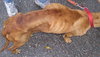 KK the Starved Lab