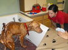 KK the Starved Lab
