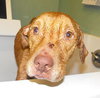 KK the Starved Lab