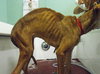 KK the Starved Lab