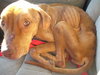 KK the Starved Lab