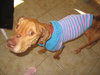 KK the Starved Lab