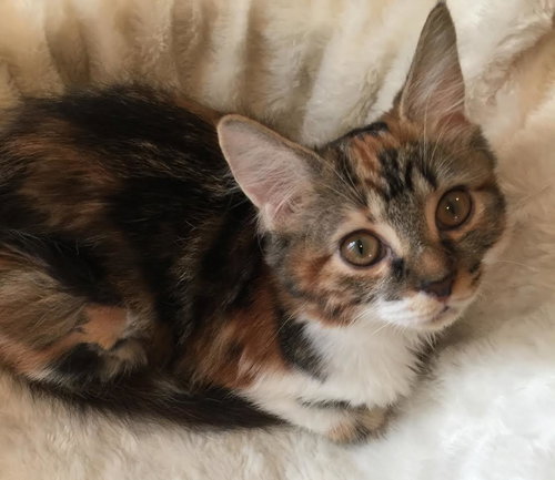 TIny