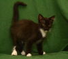 Mittens the Cute Kitten