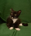 Mittens the Cute Kitten