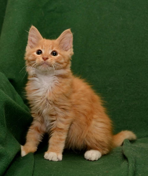 Buttercup
