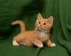 Buttercup