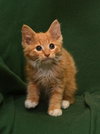 Buttercup