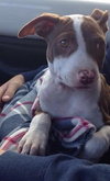 Pippa ~ A Bonded Pair