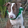 Pippa ~ A Bonded Pair