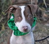 Pippa ~ A Bonded Pair