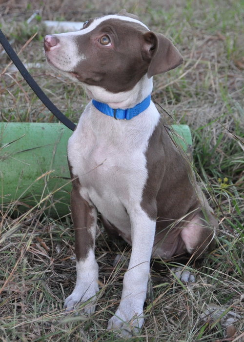 Pippa ~ A Bonded Pair