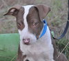 Pippa ~ A Bonded Pair