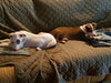 Pippa ~ A Bonded Pair