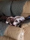 Pippa ~ A Bonded Pair