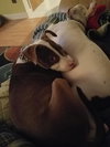 Pippa ~ A Bonded Pair