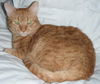 DC, Large, Laid Back and Loving