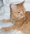 DC, Large, Laid Back and Loving