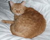 DC, Large, Laid Back and Loving