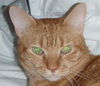 DC, Large, Laid Back and Loving