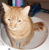 DC, Large, Laid Back and Loving