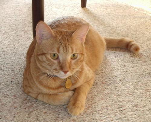 DC, Large, Laid Back and Loving