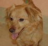 Murphy the Mini Golden Retriever