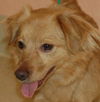 Murphy the Mini Golden Retriever