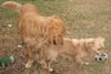 Murphy the Mini Golden Retriever