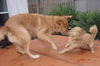 Murphy the Mini Golden Retriever
