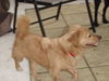 Murphy the Mini Golden Retriever