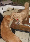 Murphy the Mini Golden Retriever