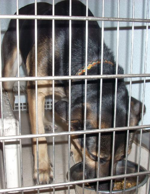 Greco the Shepherd