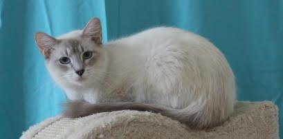 Cotton Tail