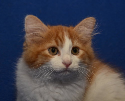Juno
