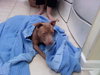 Roland the Swimmer ~ VIDEO